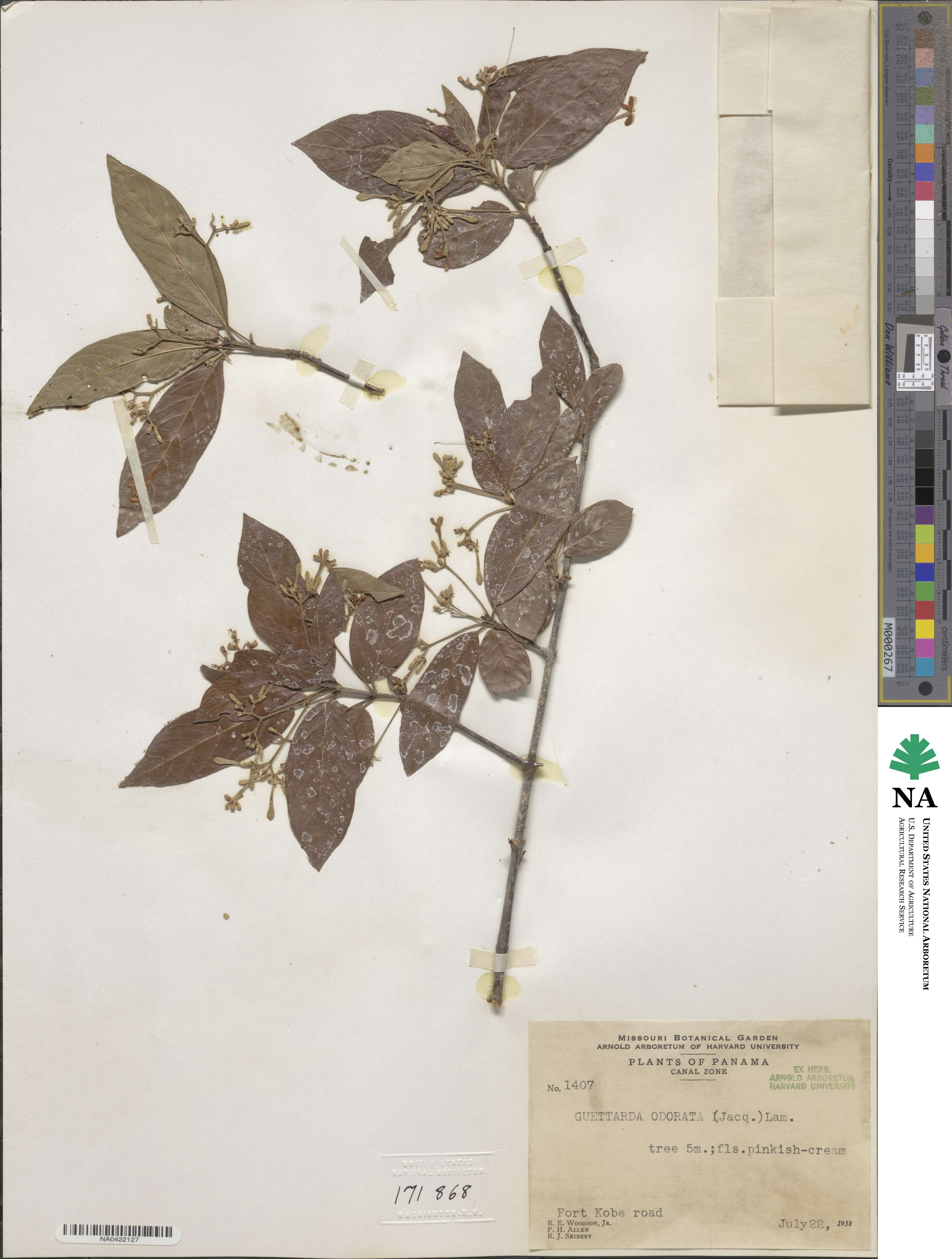 Guettarda odorata image