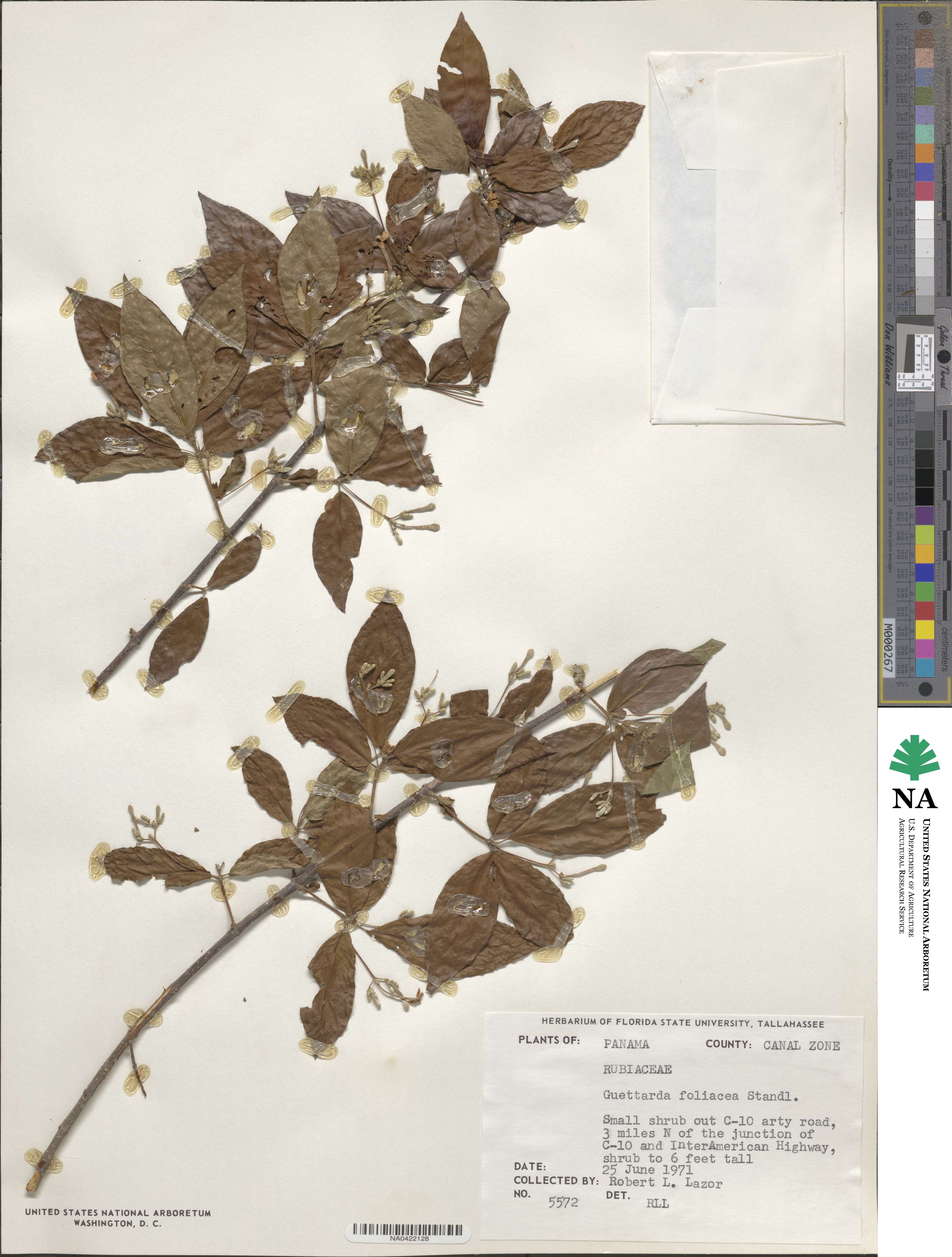 Guettarda foliacea image