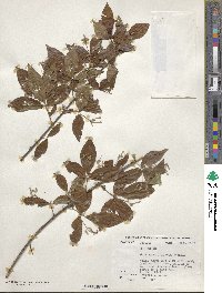 Guettarda foliacea image