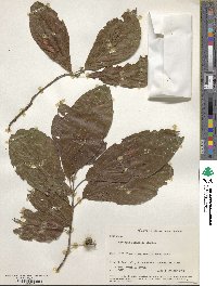 Guettarda foliacea image