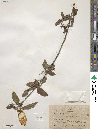 Guettarda elliptica image