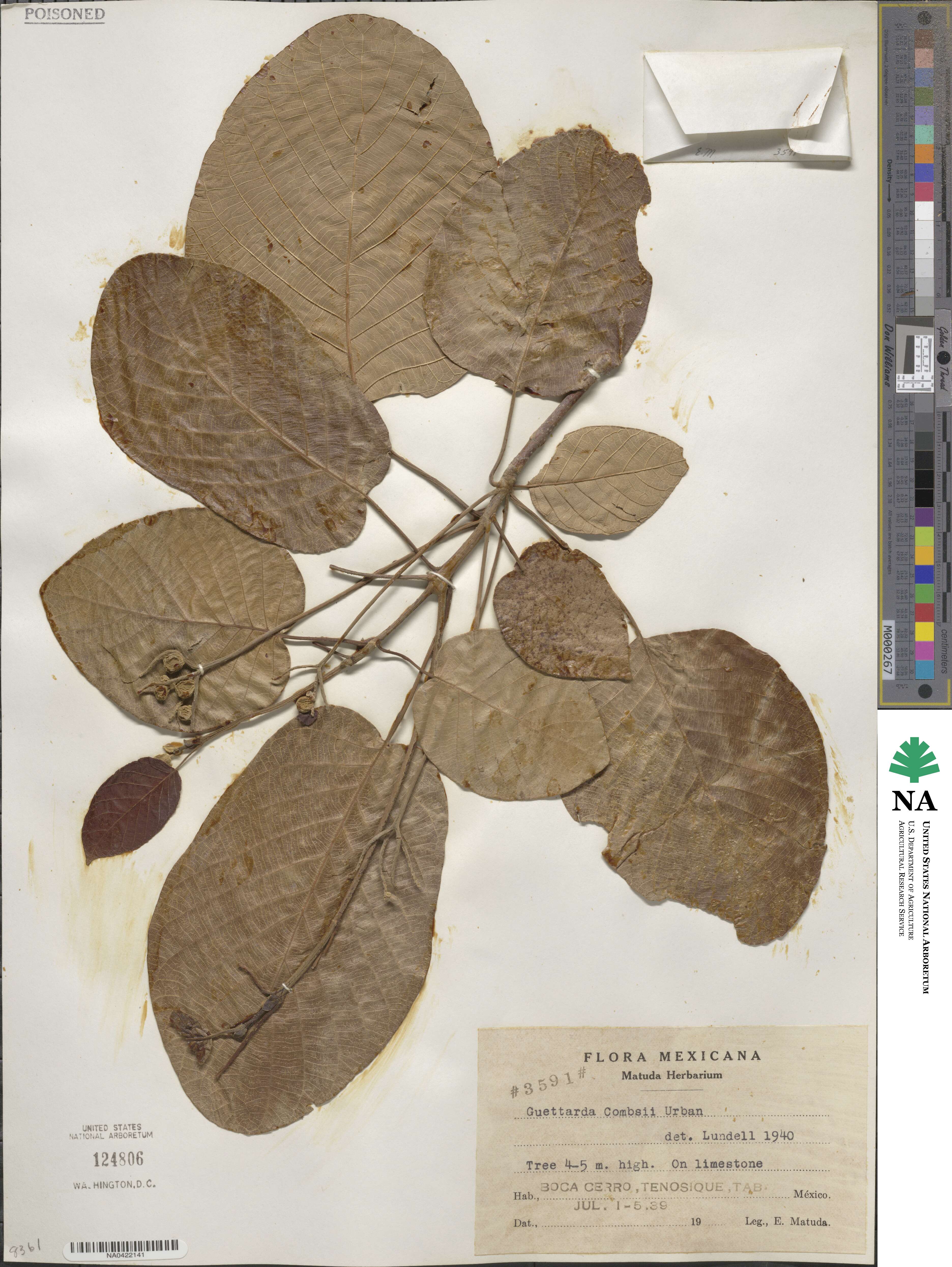 Guettarda combsii image