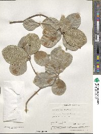 Guettarda scabra image