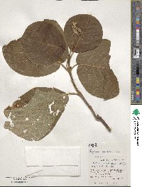 Guettarda speciosa image