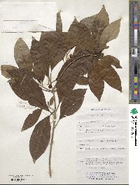 Image of Antirhea tenuiflora