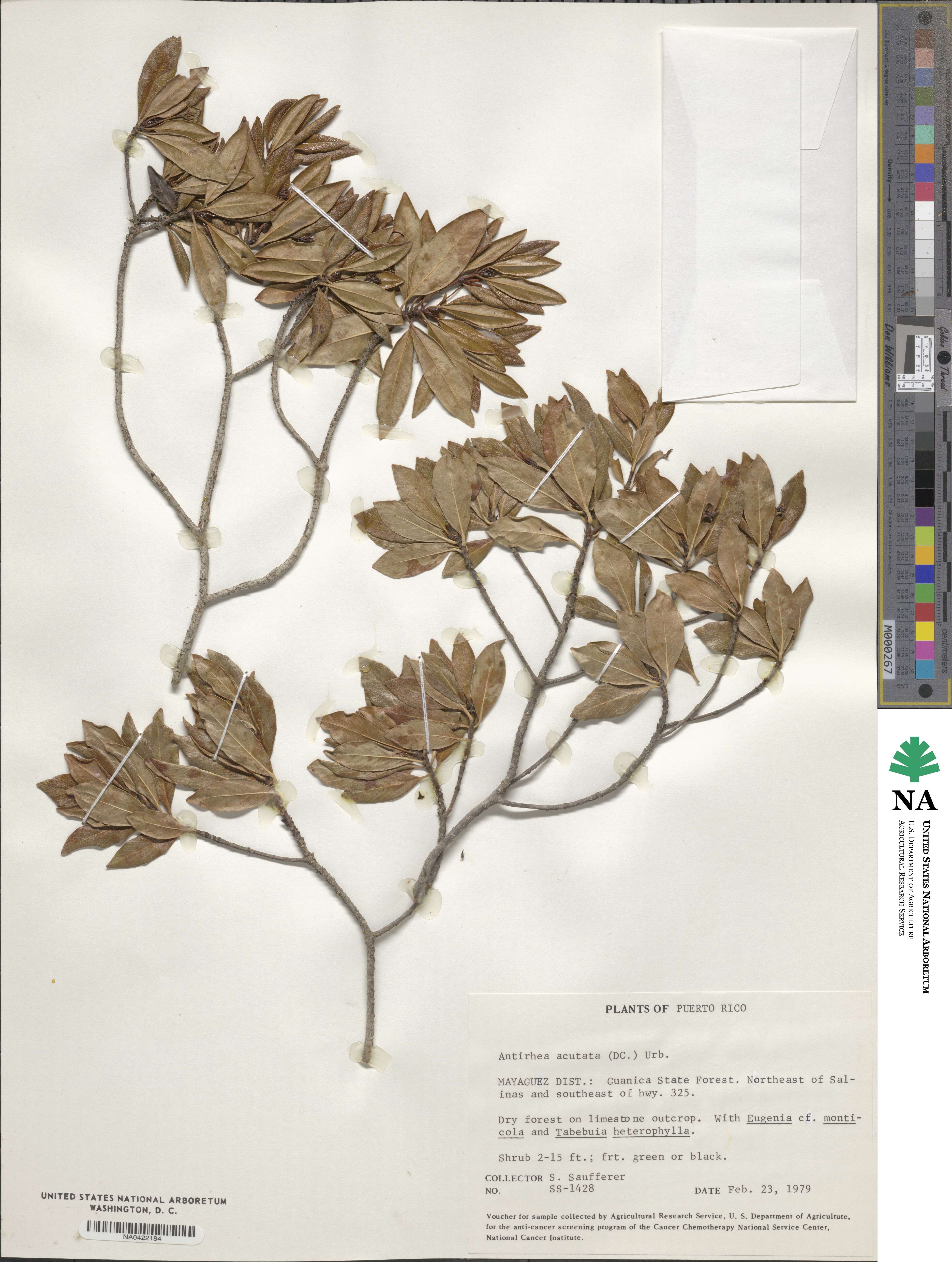 Antirrhoea acutata image