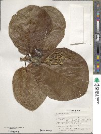 Guettarda speciosa image