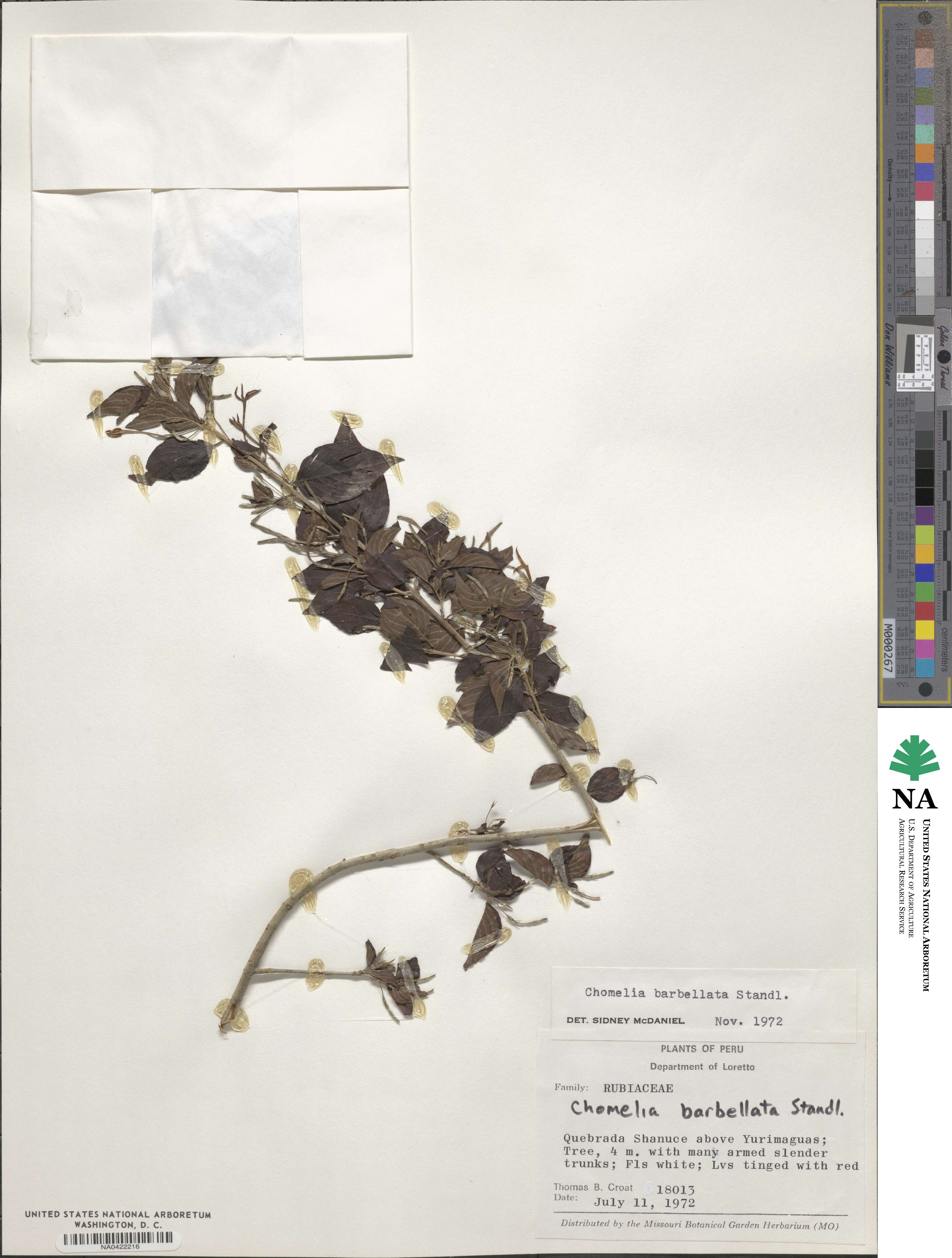 Chomelia tenuiflora image