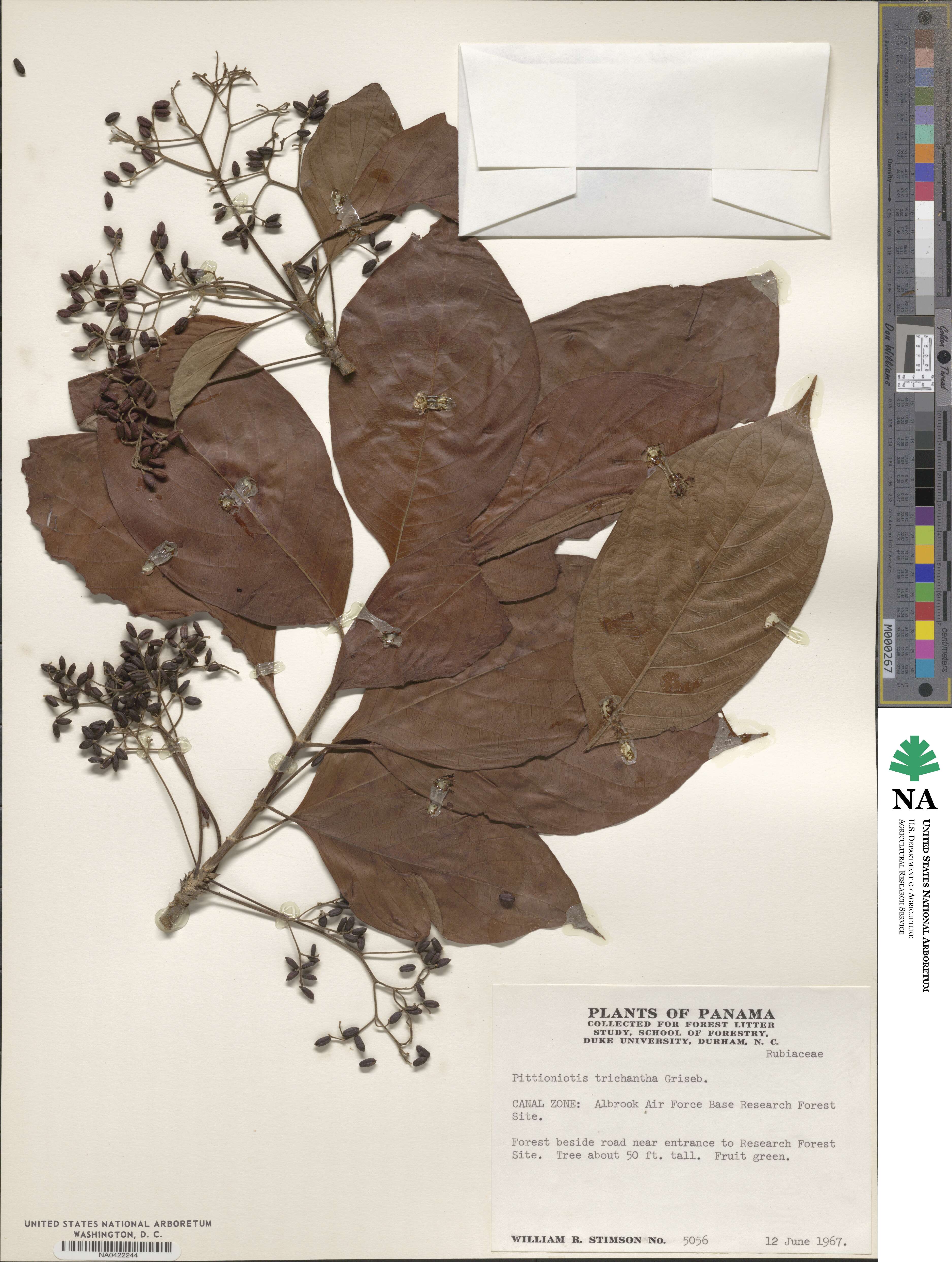 Pittoniotis trichantha image