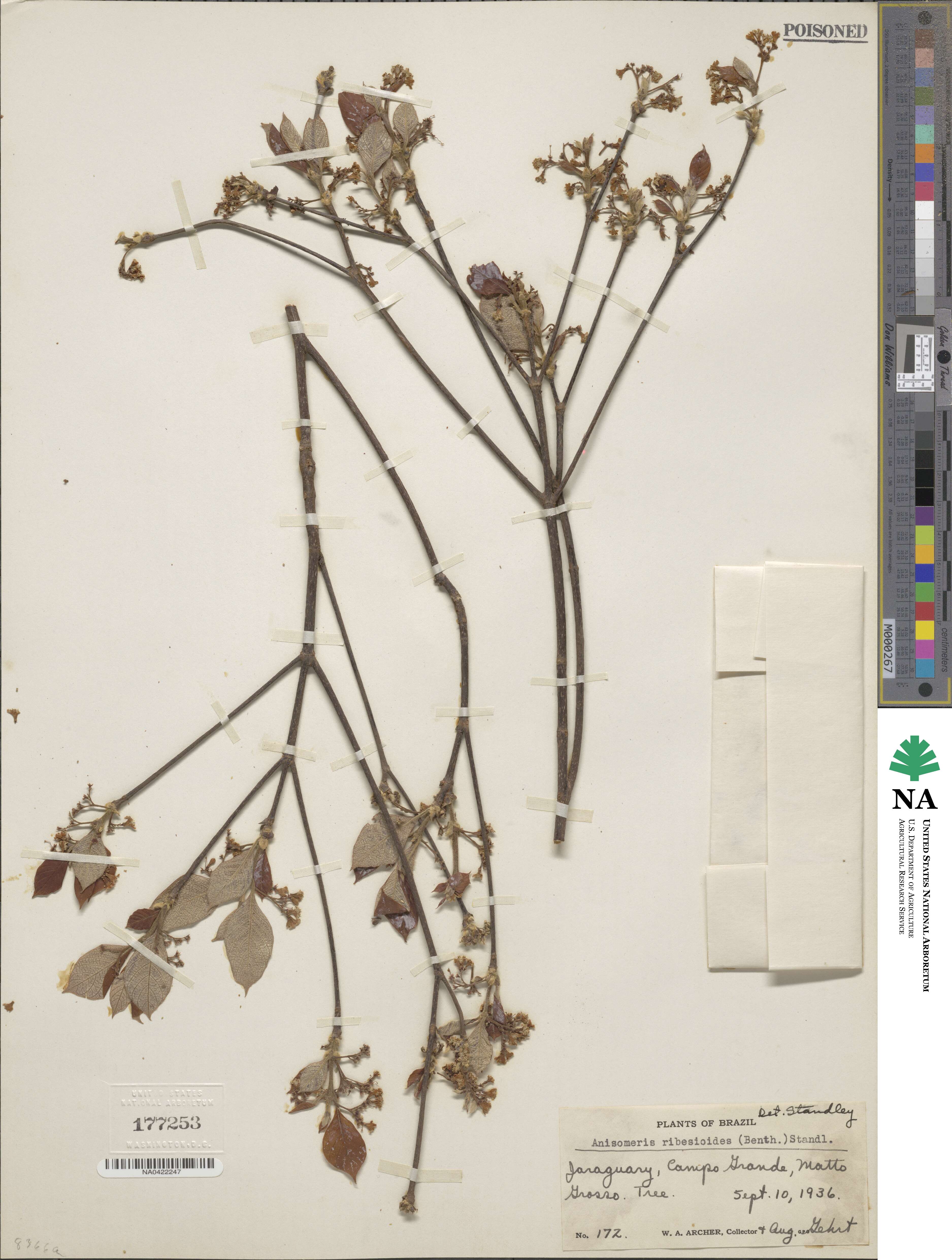 Chomelia ribesioides image
