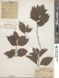 Chomelia paniculata image