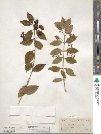 Chiococca alba image