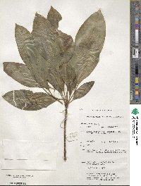 Eumachia frutescens image