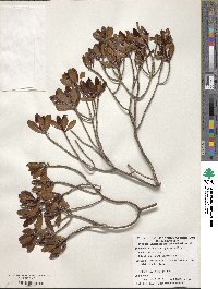 Image of Phialanthus myrtilloides