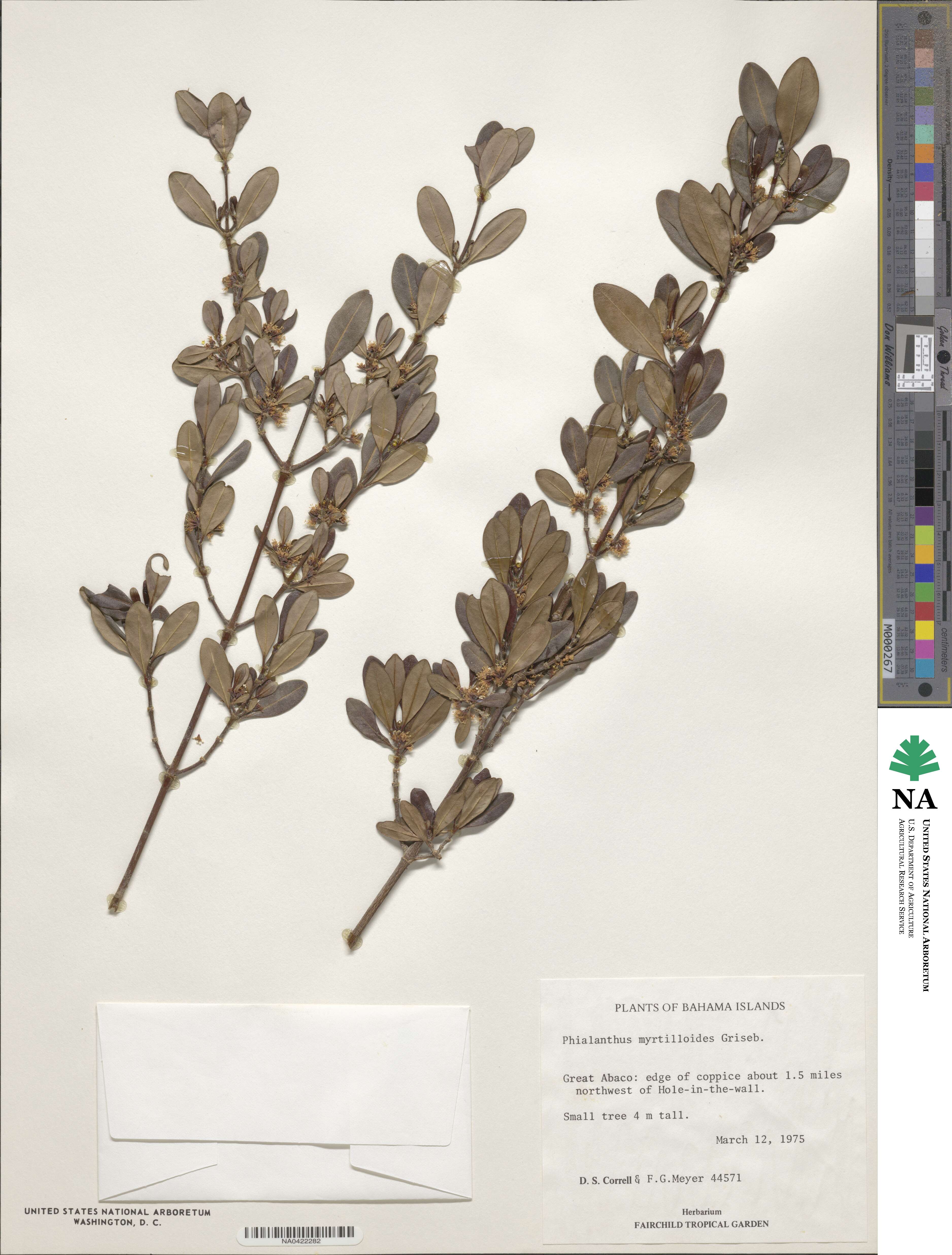 Phialanthus myrtilloides image