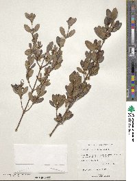 Phialanthus myrtilloides image