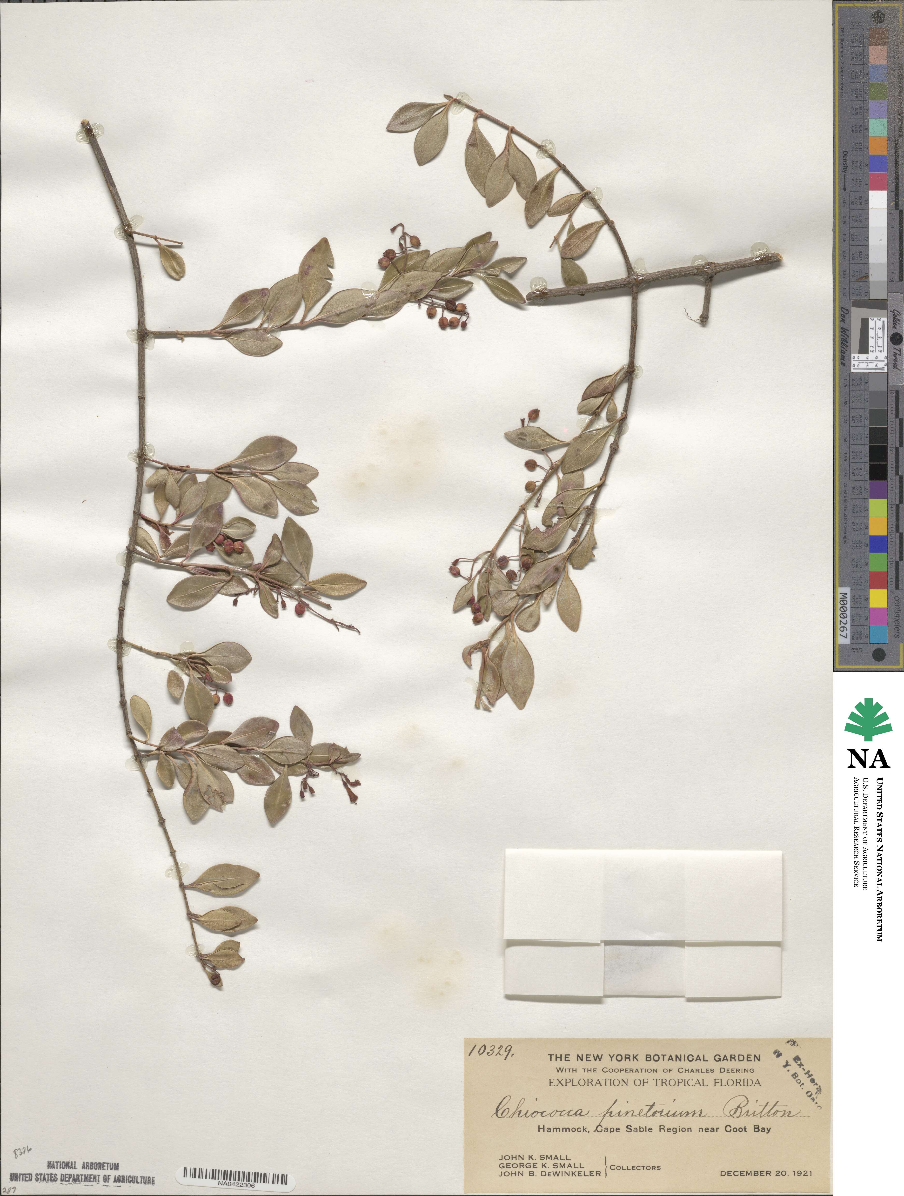 Chiococca alba image