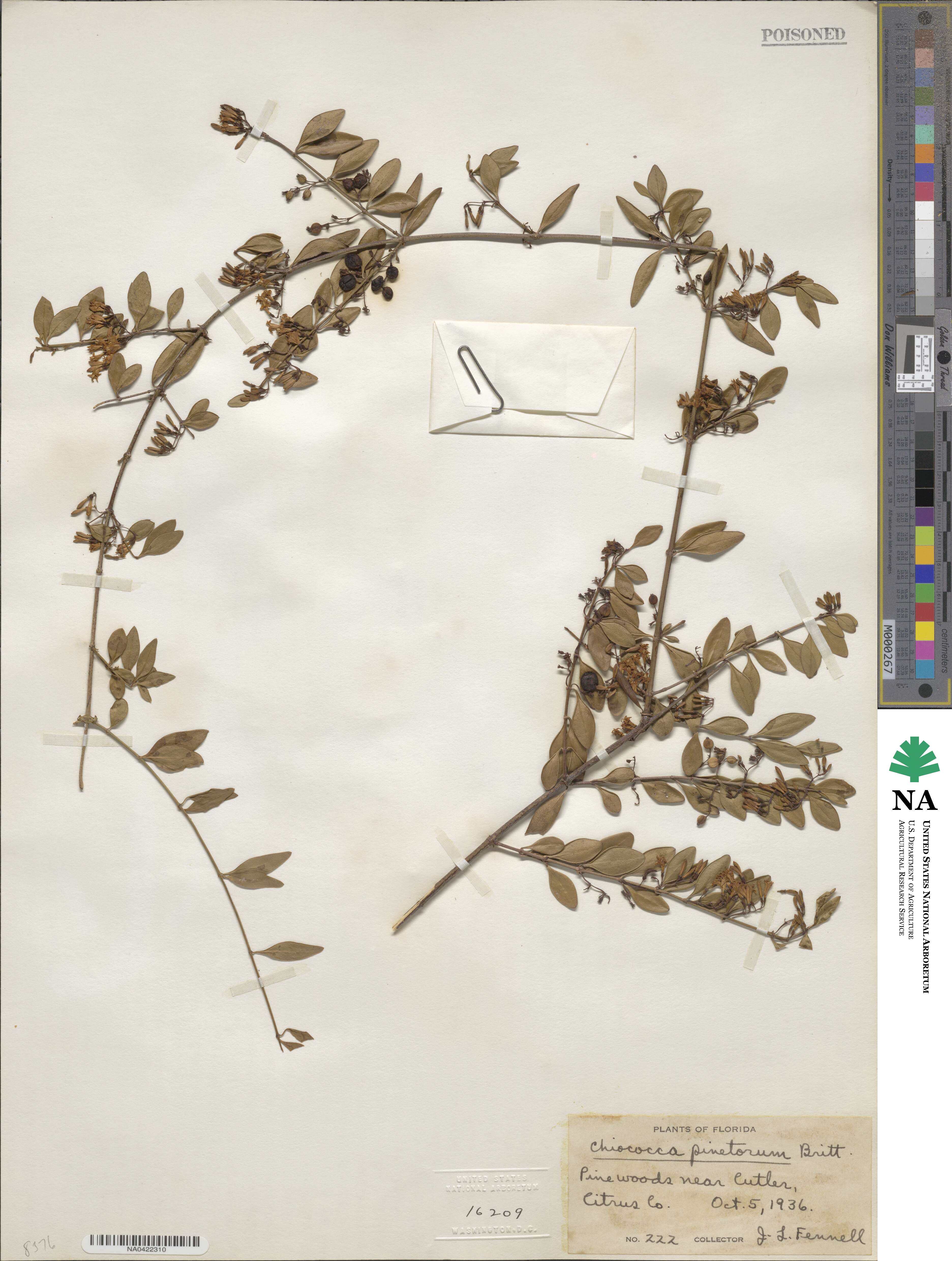 Chiococca alba image