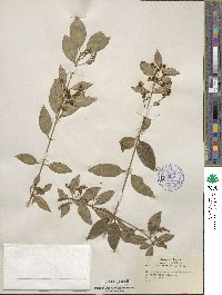 Chiococca alba image