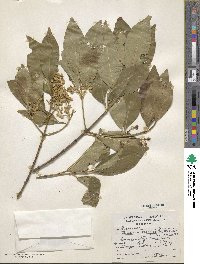 Image of Chiococca pachyphylla