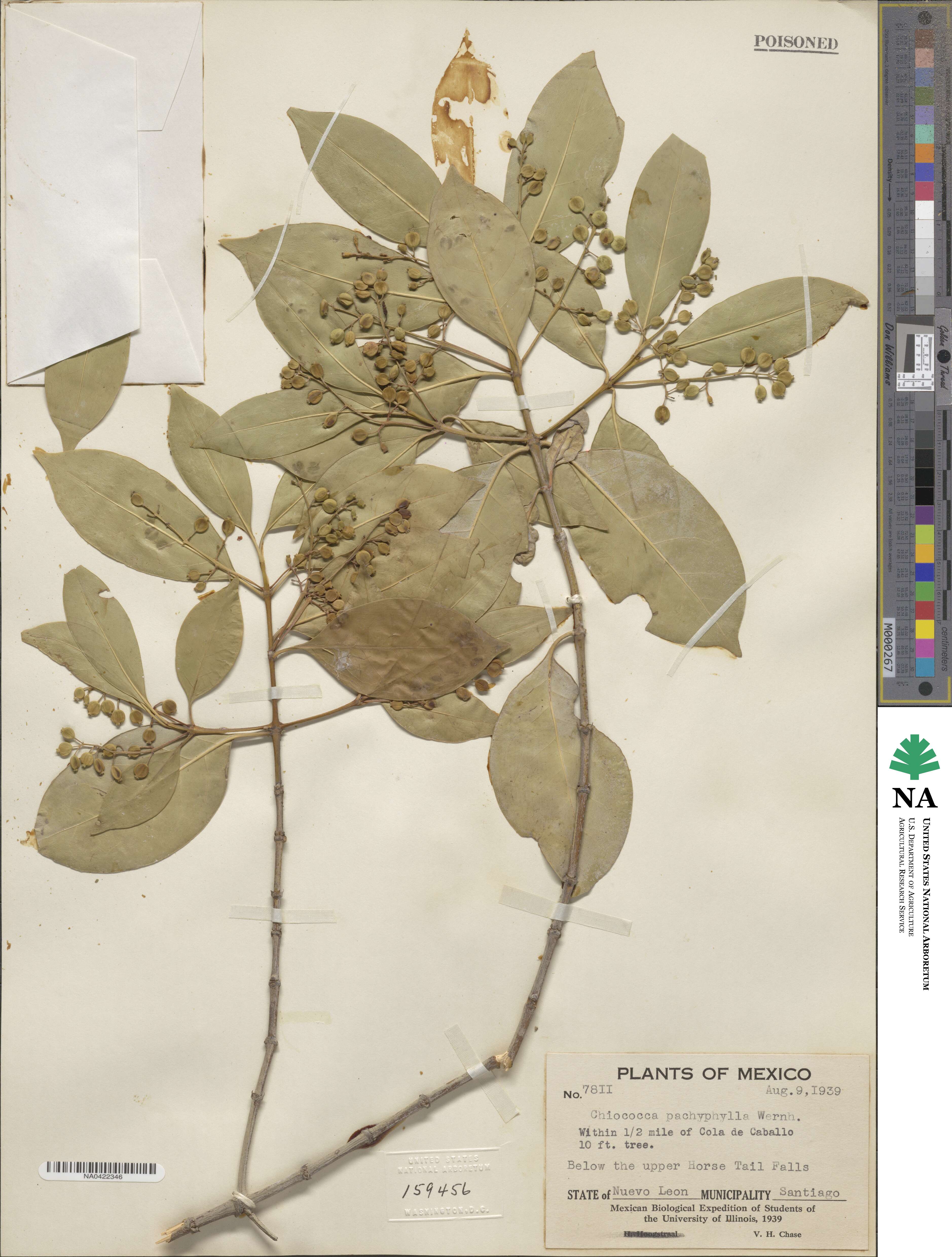 Chiococca pachyphylla image