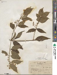 Chiococca alba image