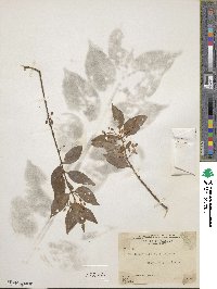 Chiococca alba image