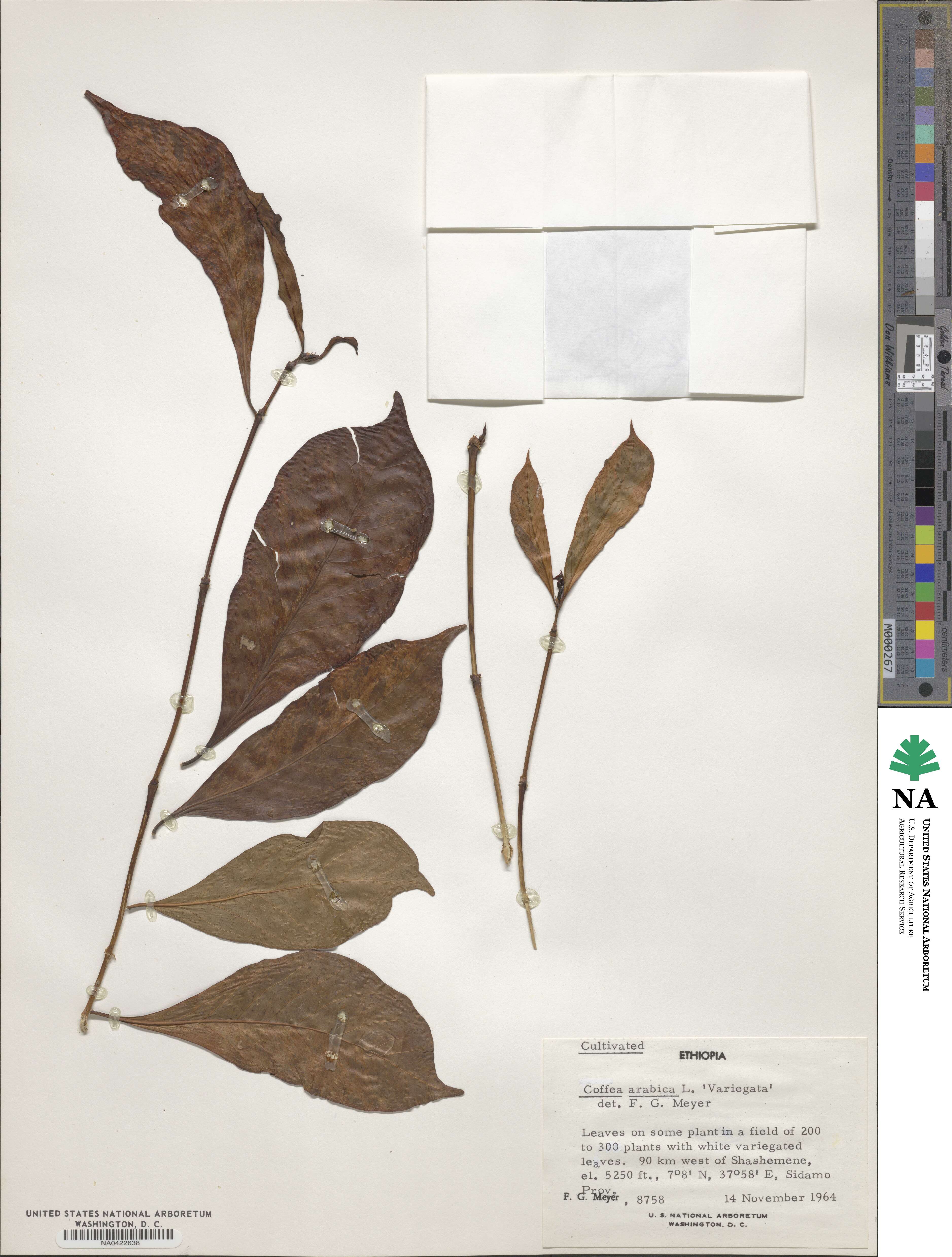 Coffea image