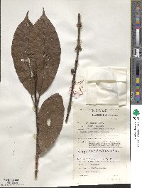 Coffea canephora image