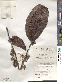 Coffea canephora image