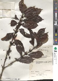 Coffea canephora image