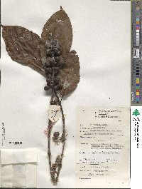 Coffea canephora image