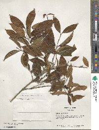 Coffea eugenioides image