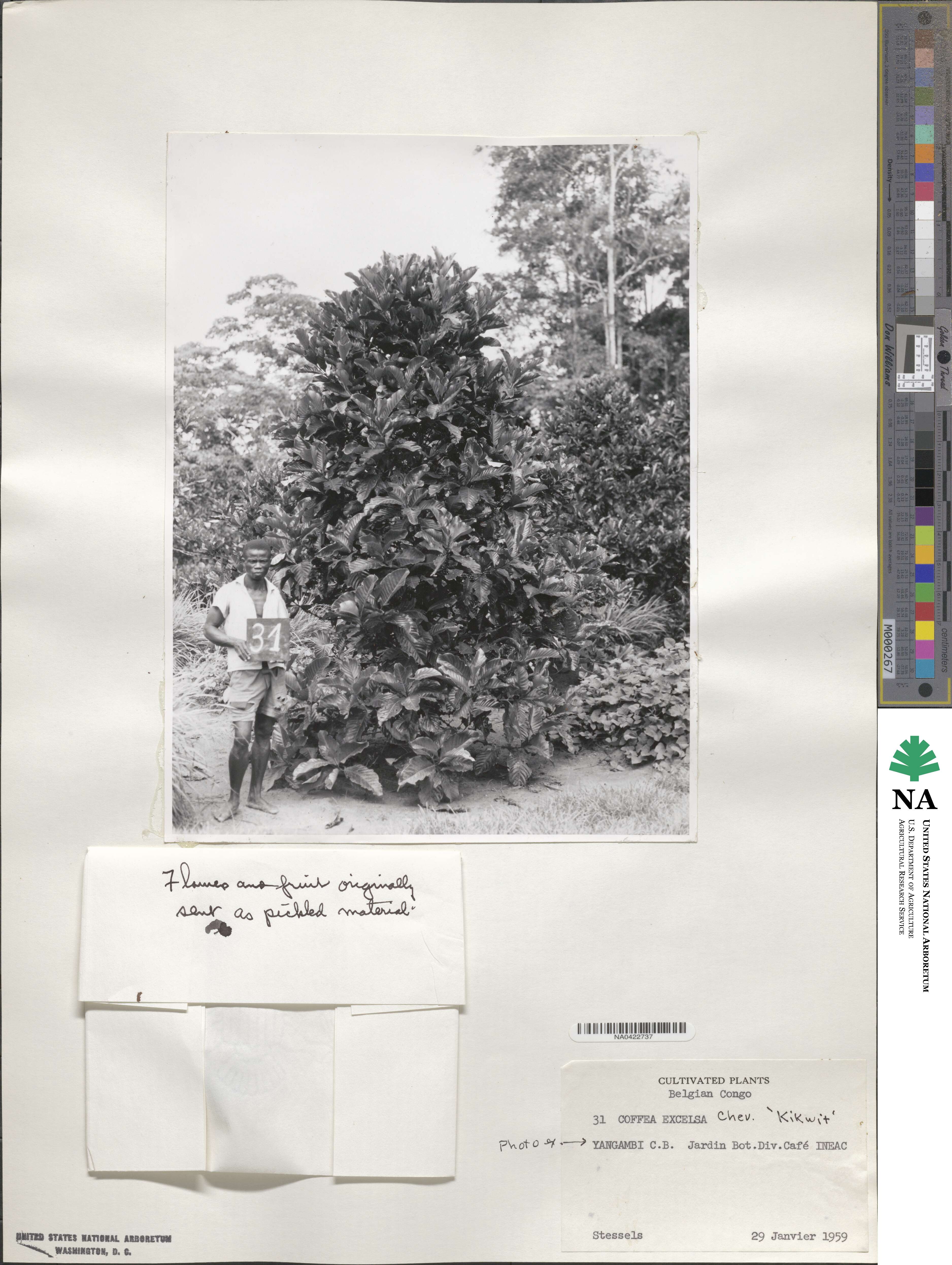 Coffea liberica var. dewevrei image