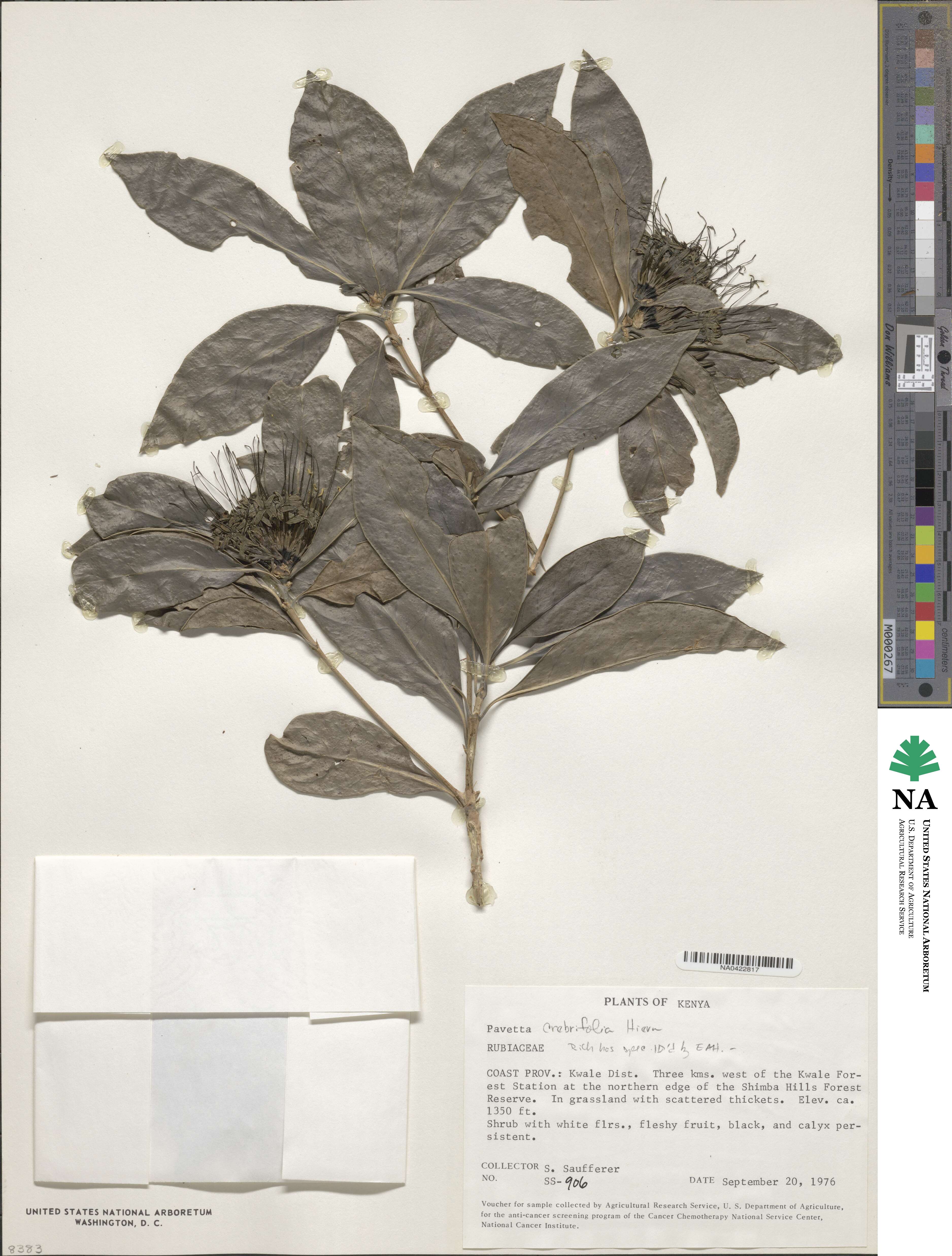 Pavetta crebrifolia image