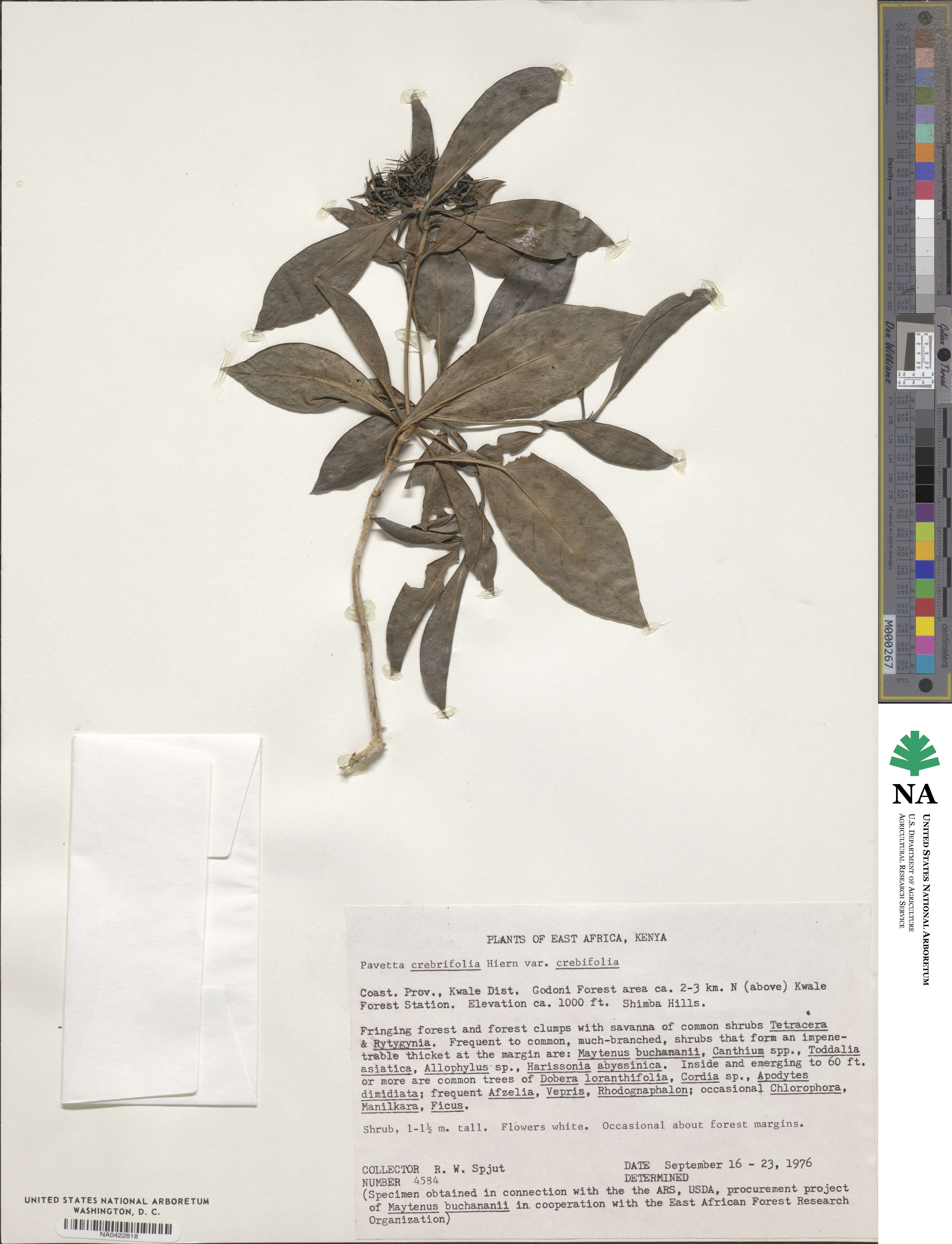 Pavetta crebrifolia image