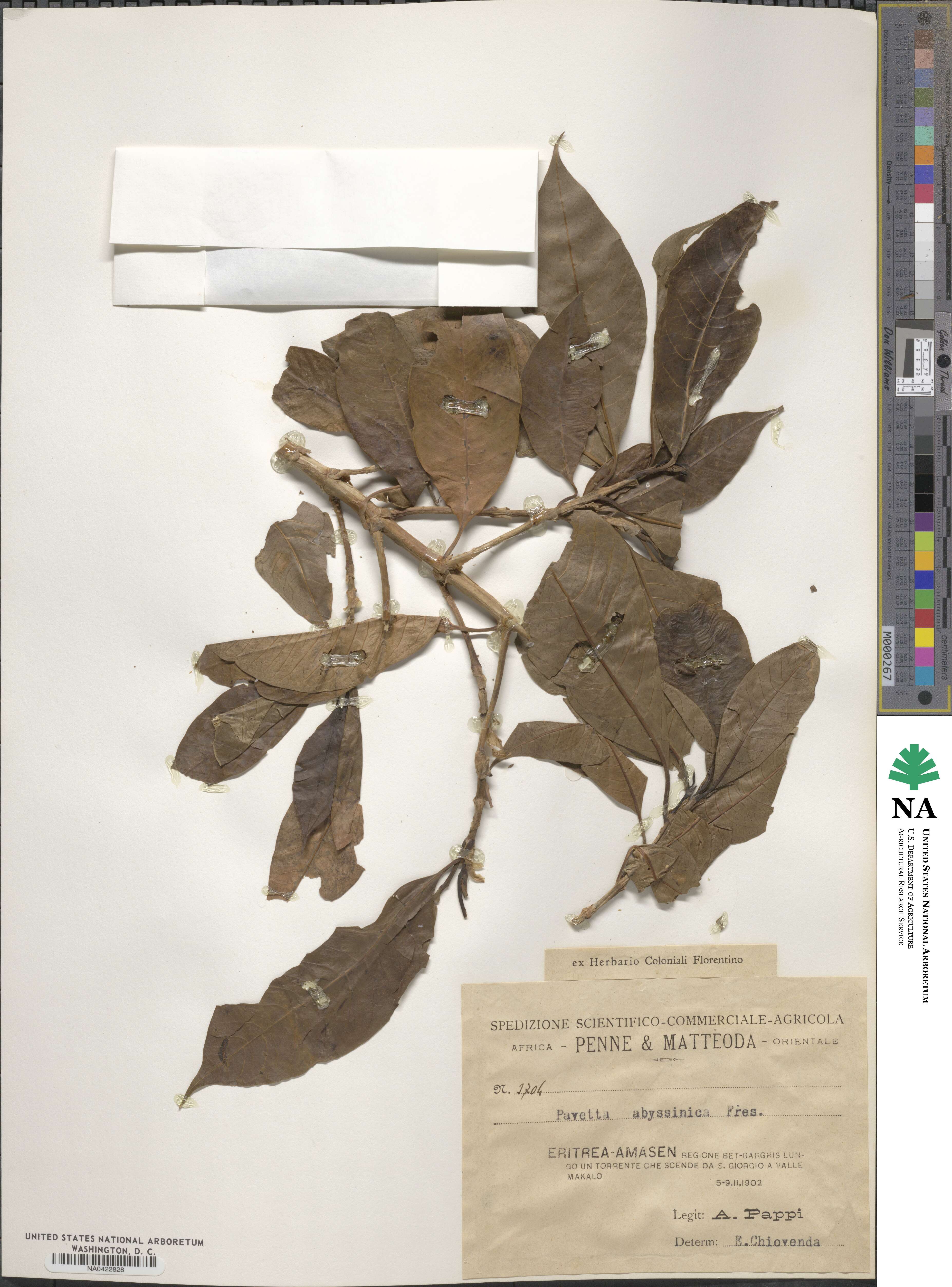 Pavetta abyssinica image