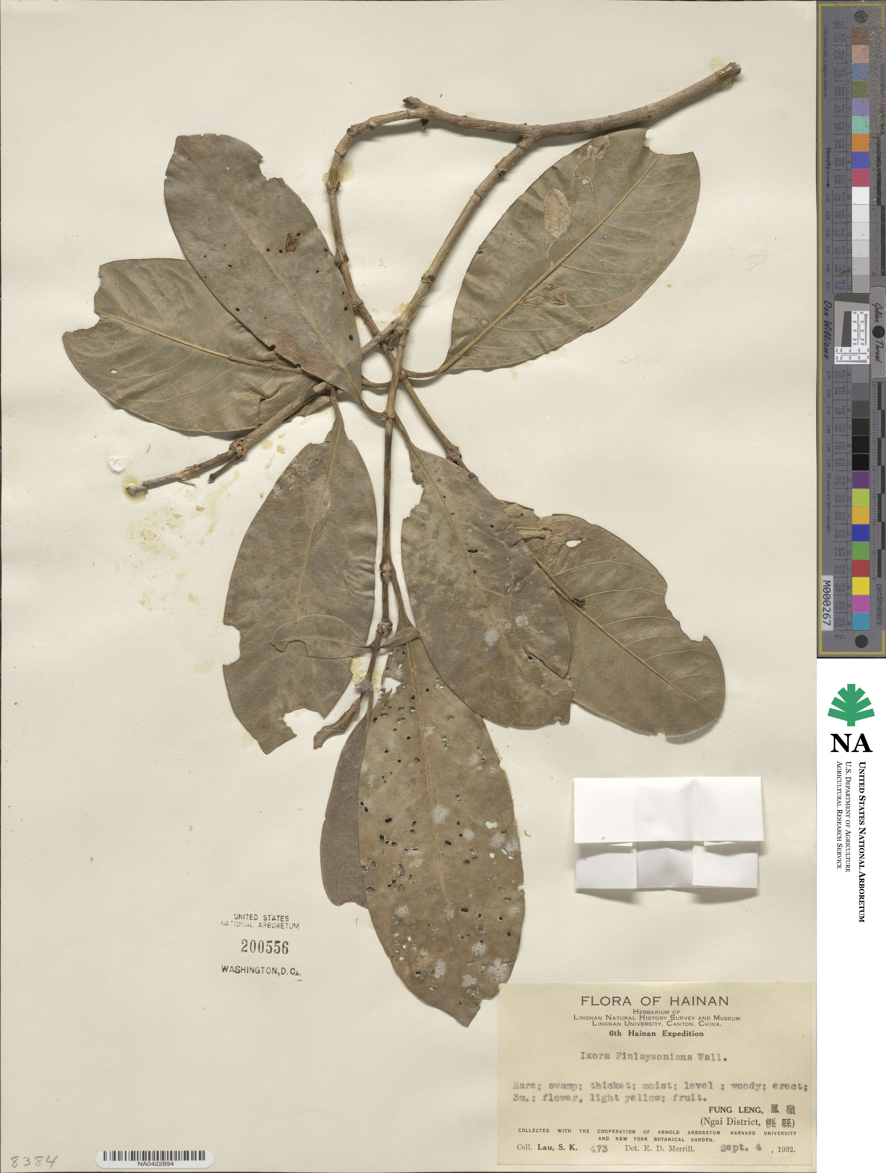 Ixora finlaysoniana image