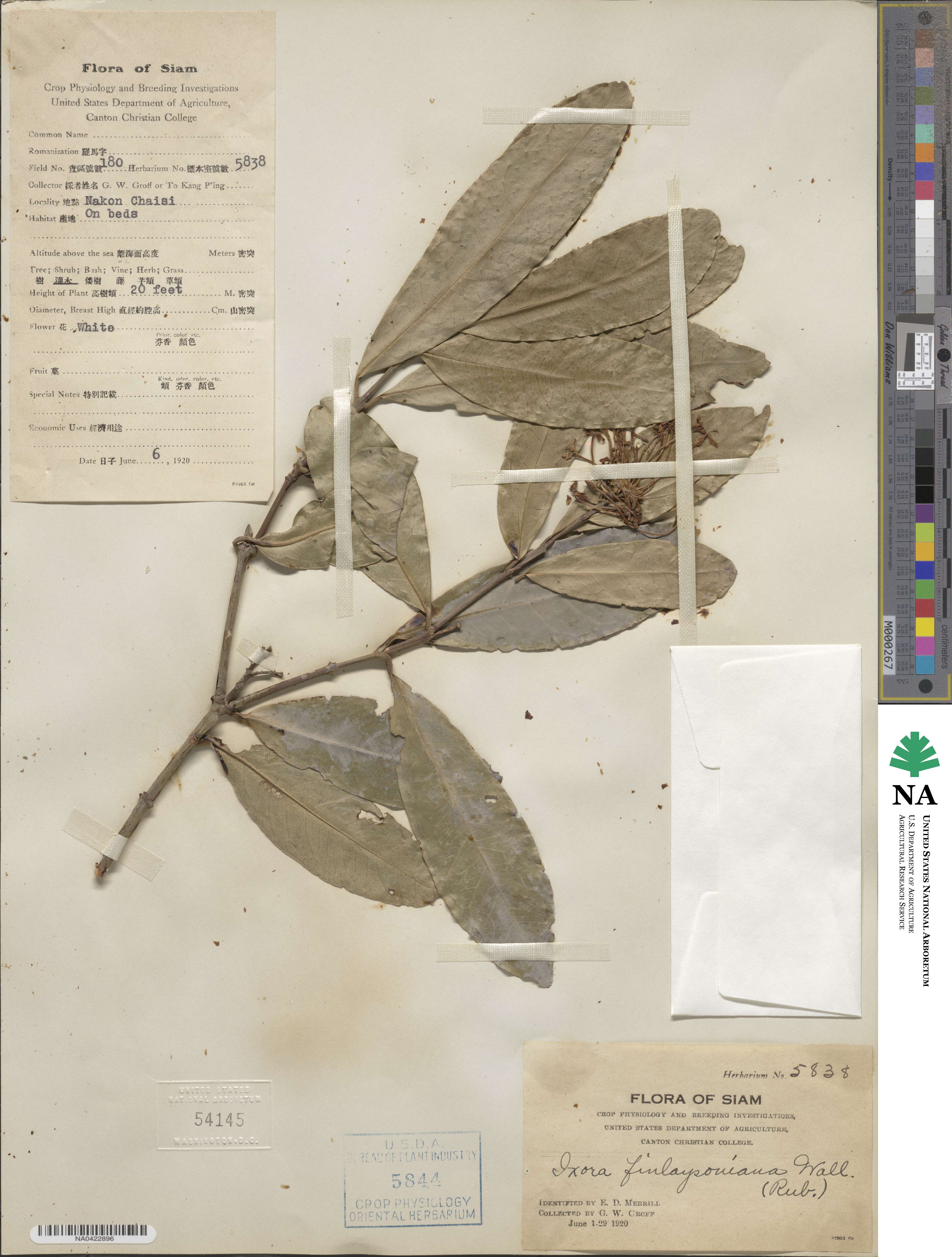 Ixora finlaysoniana image