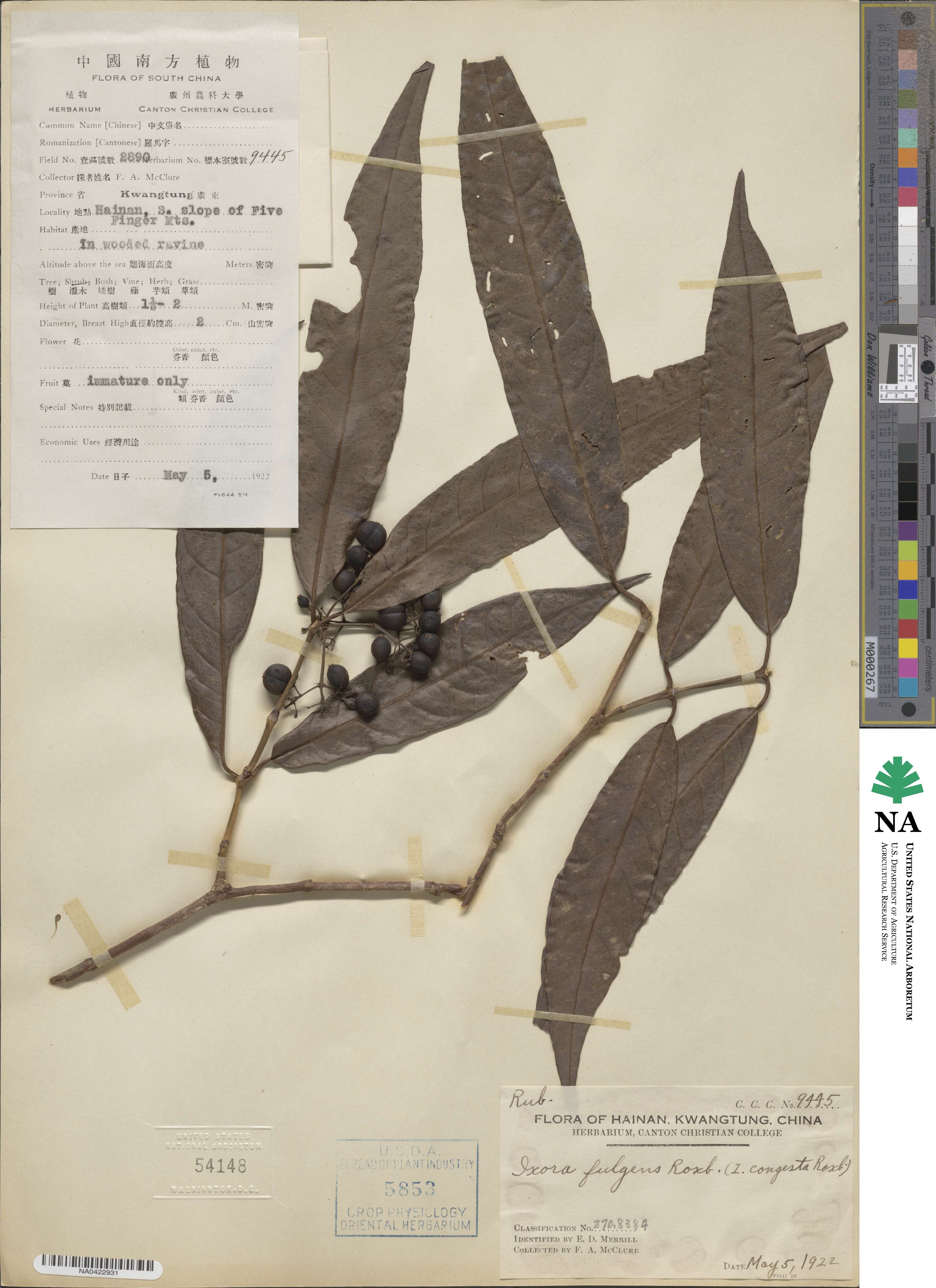 Ixora longifolia image