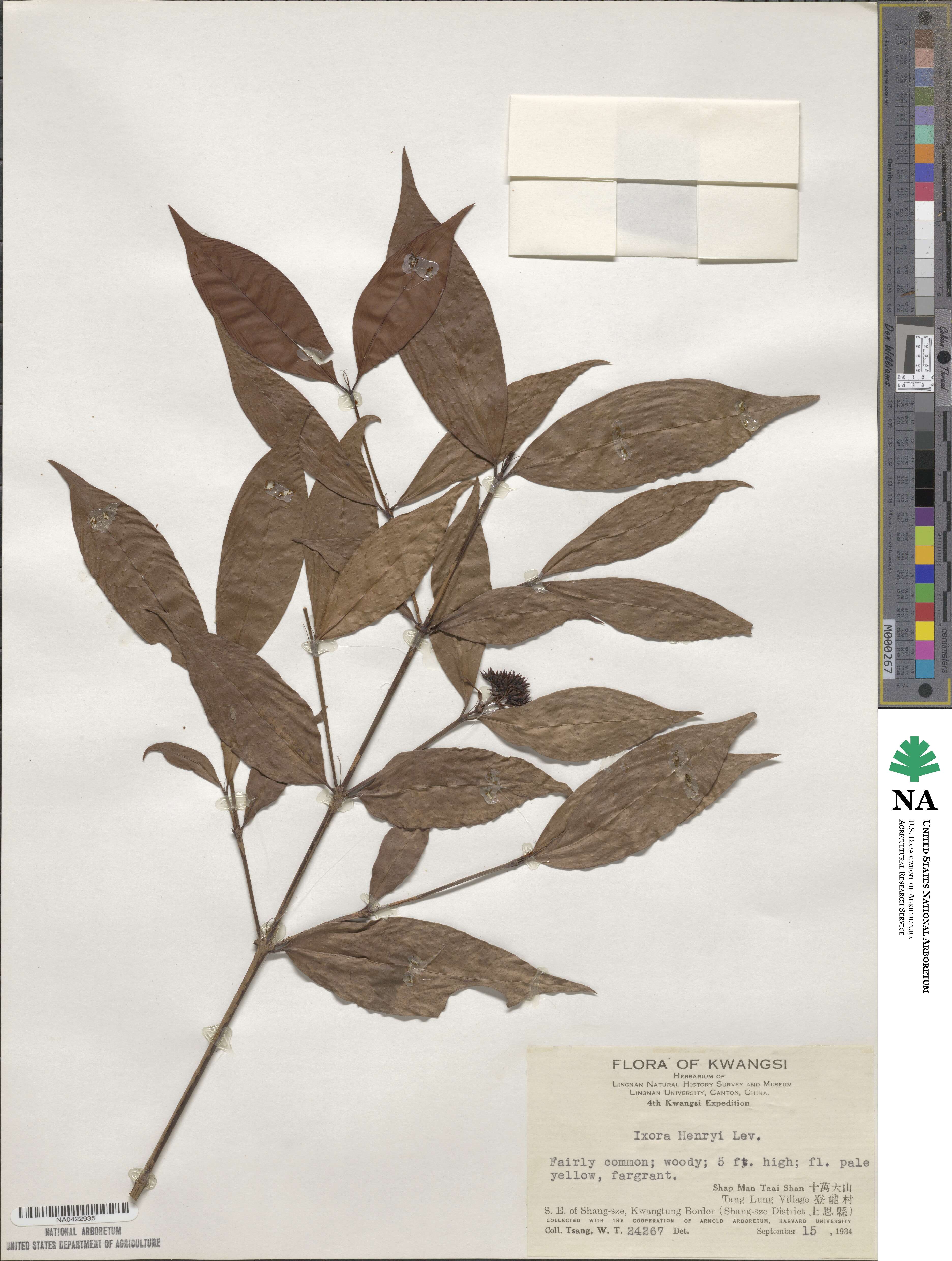 Ixora henryi image