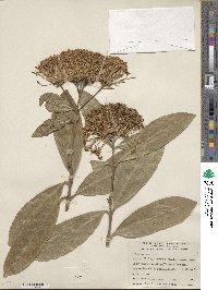 Ixora finlaysoniana image