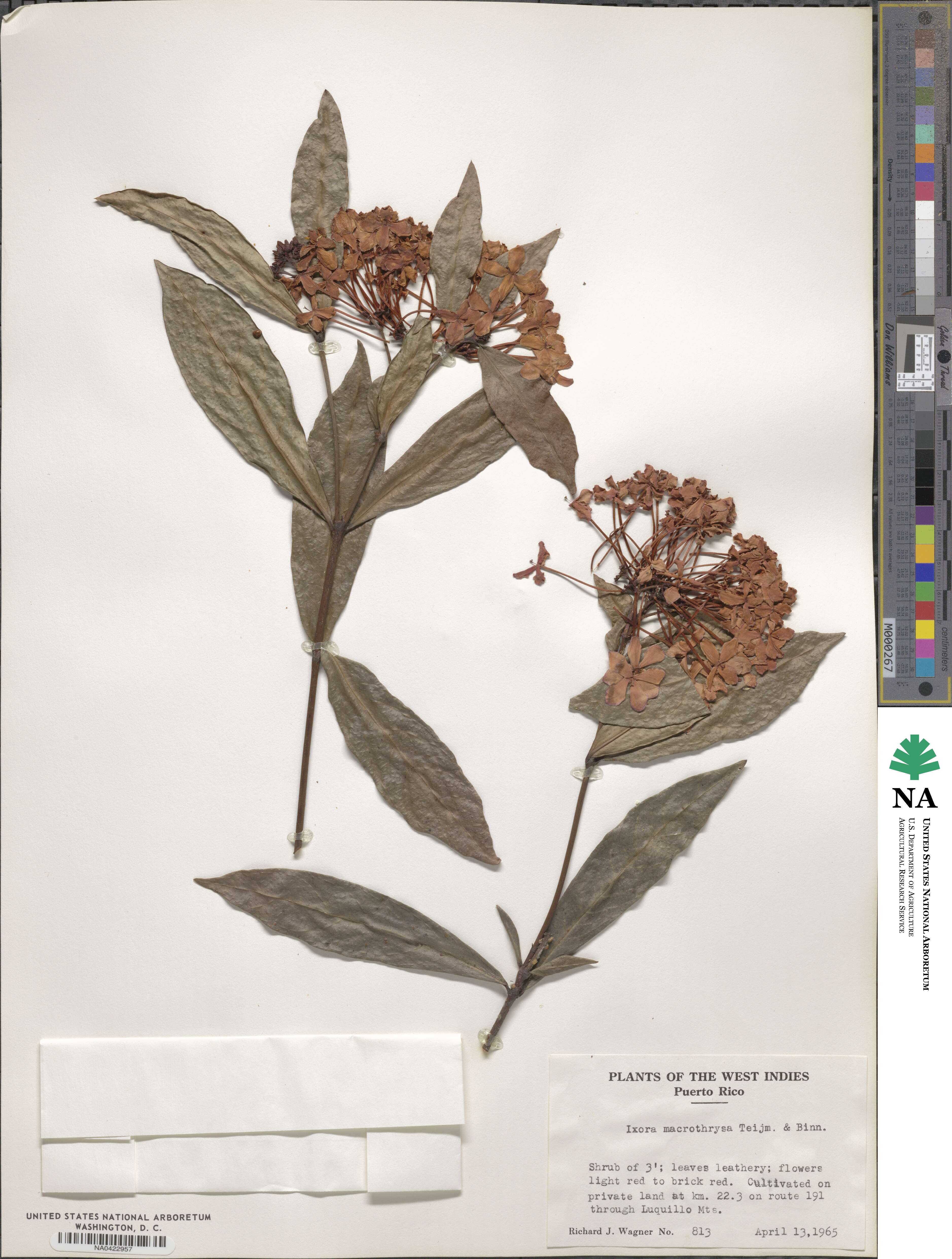 Ixora macrothyrsa image