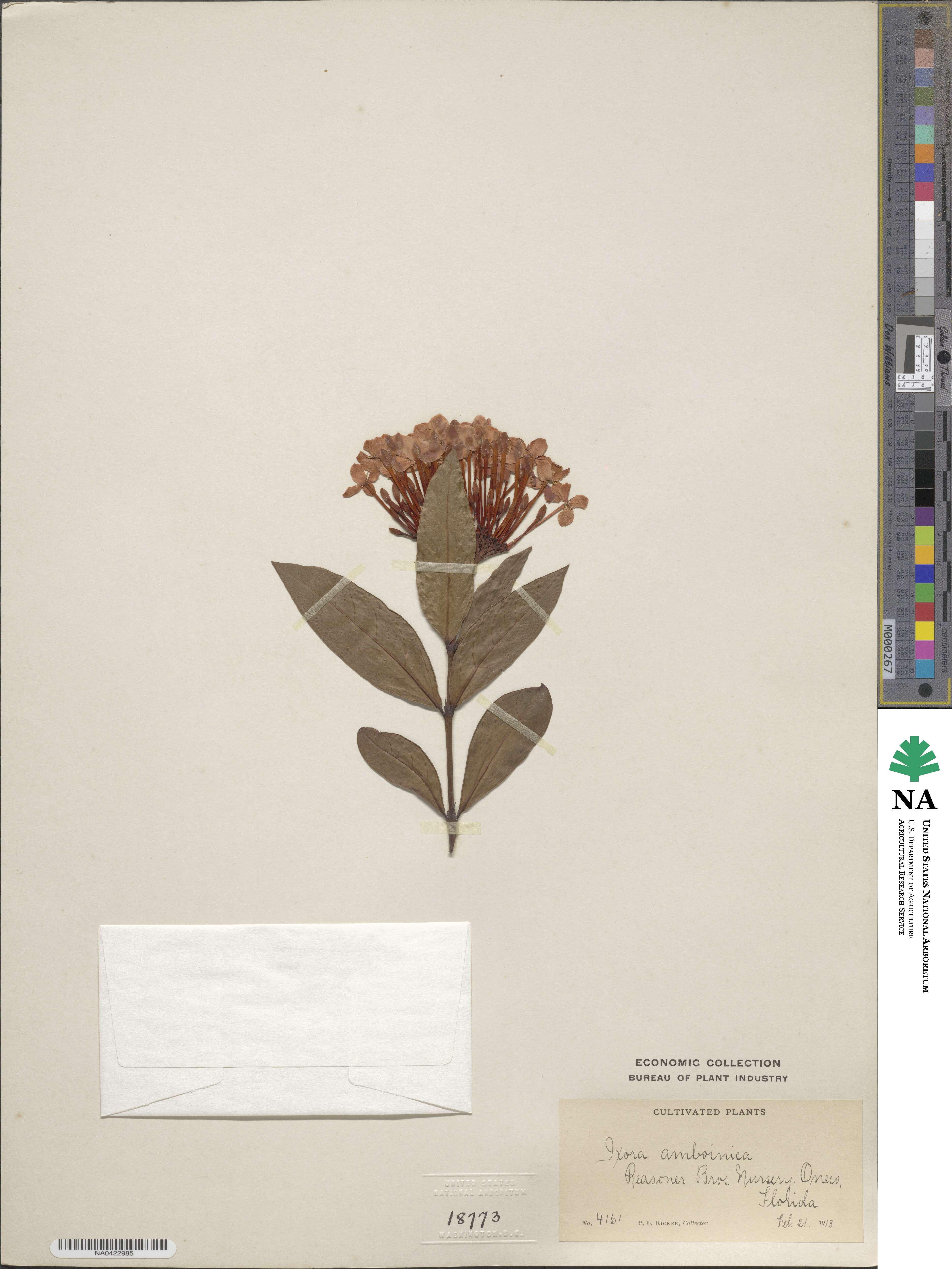 Ixora longifolia image