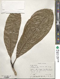 Magnolia hodgsonii image