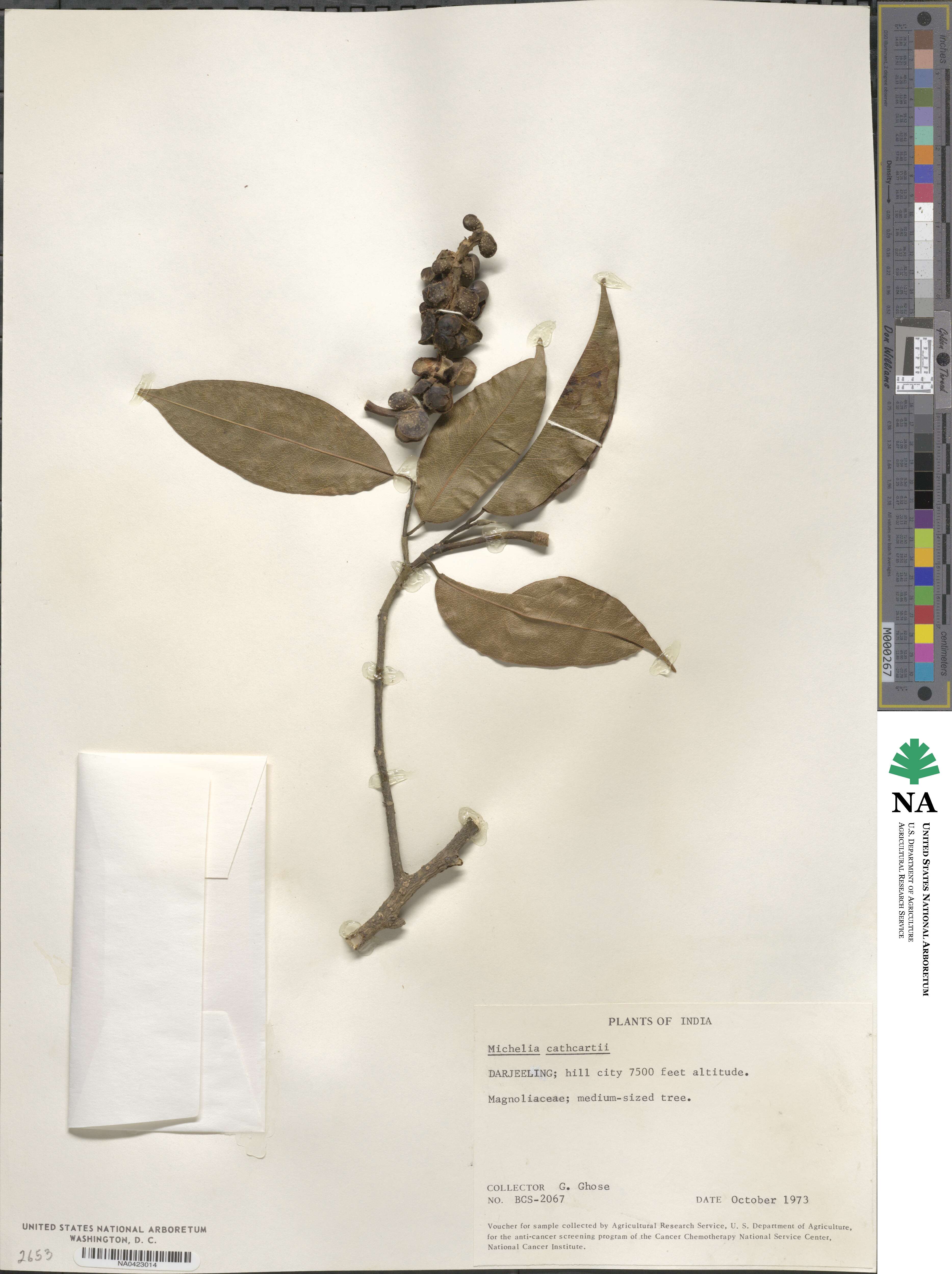 Magnolia cathcartii image