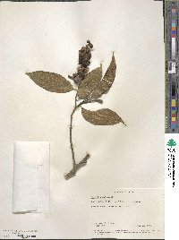 Image of Magnolia cathcartii