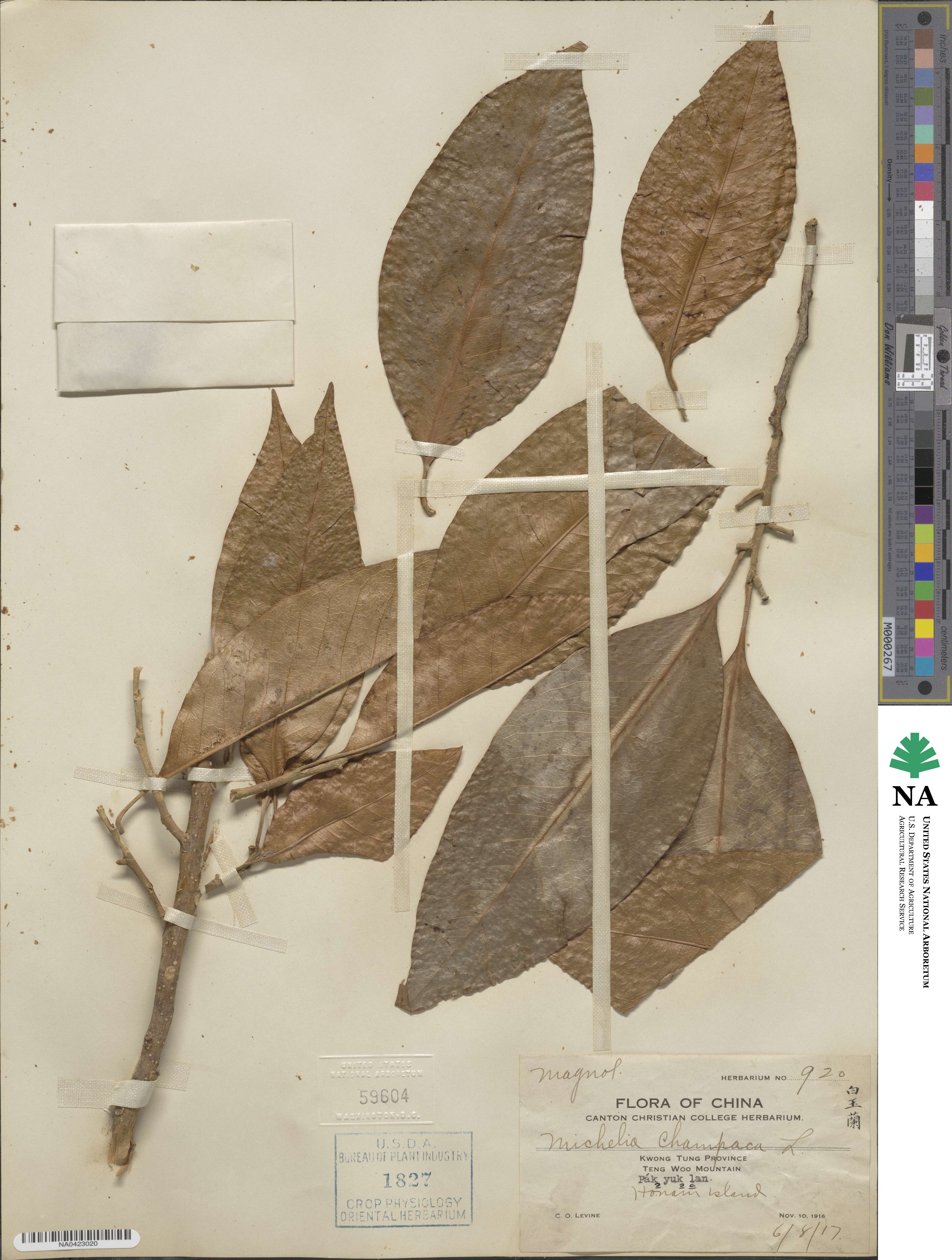 Magnolia champaca image