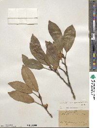 Magnolia compressa image