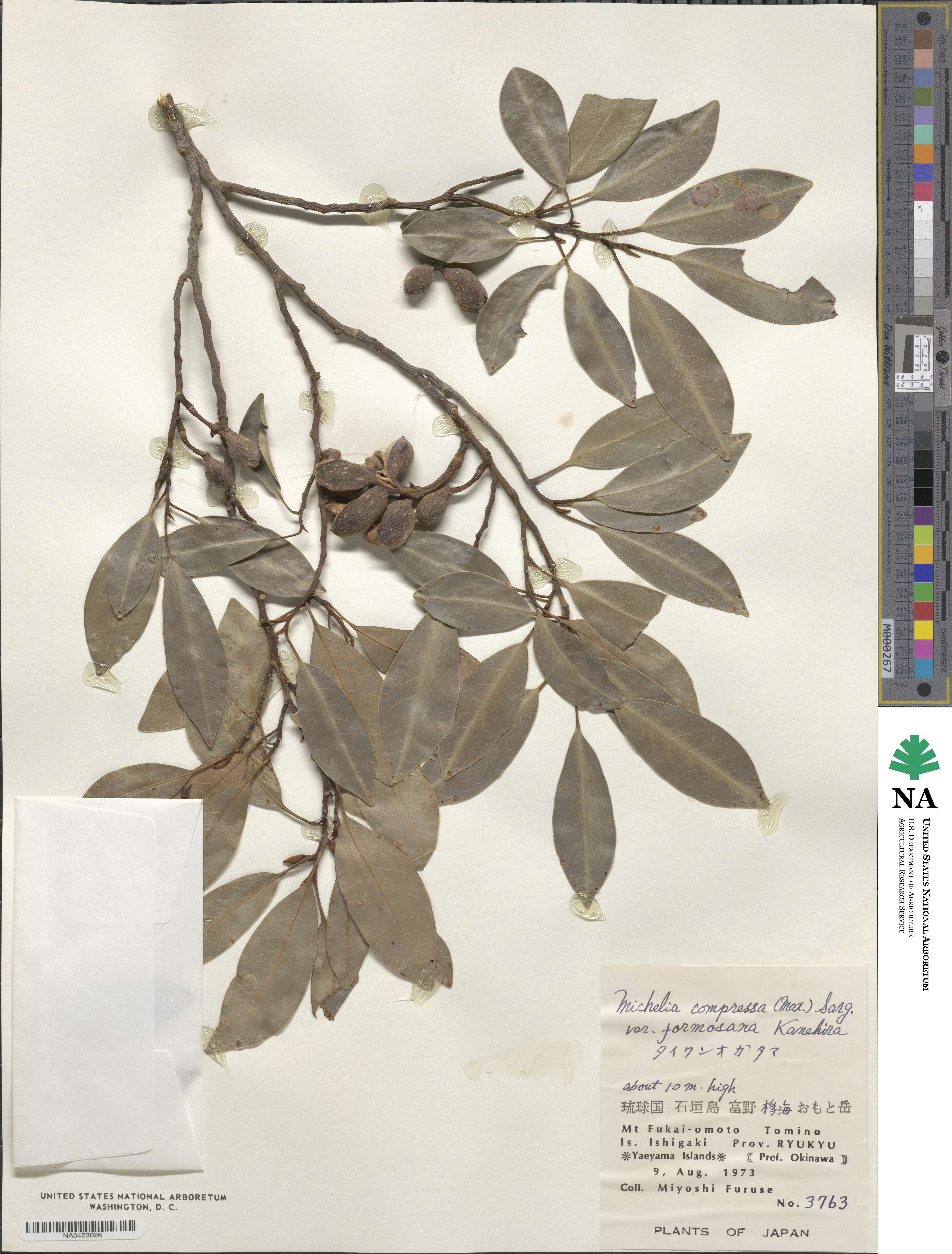 Magnolia compressa image